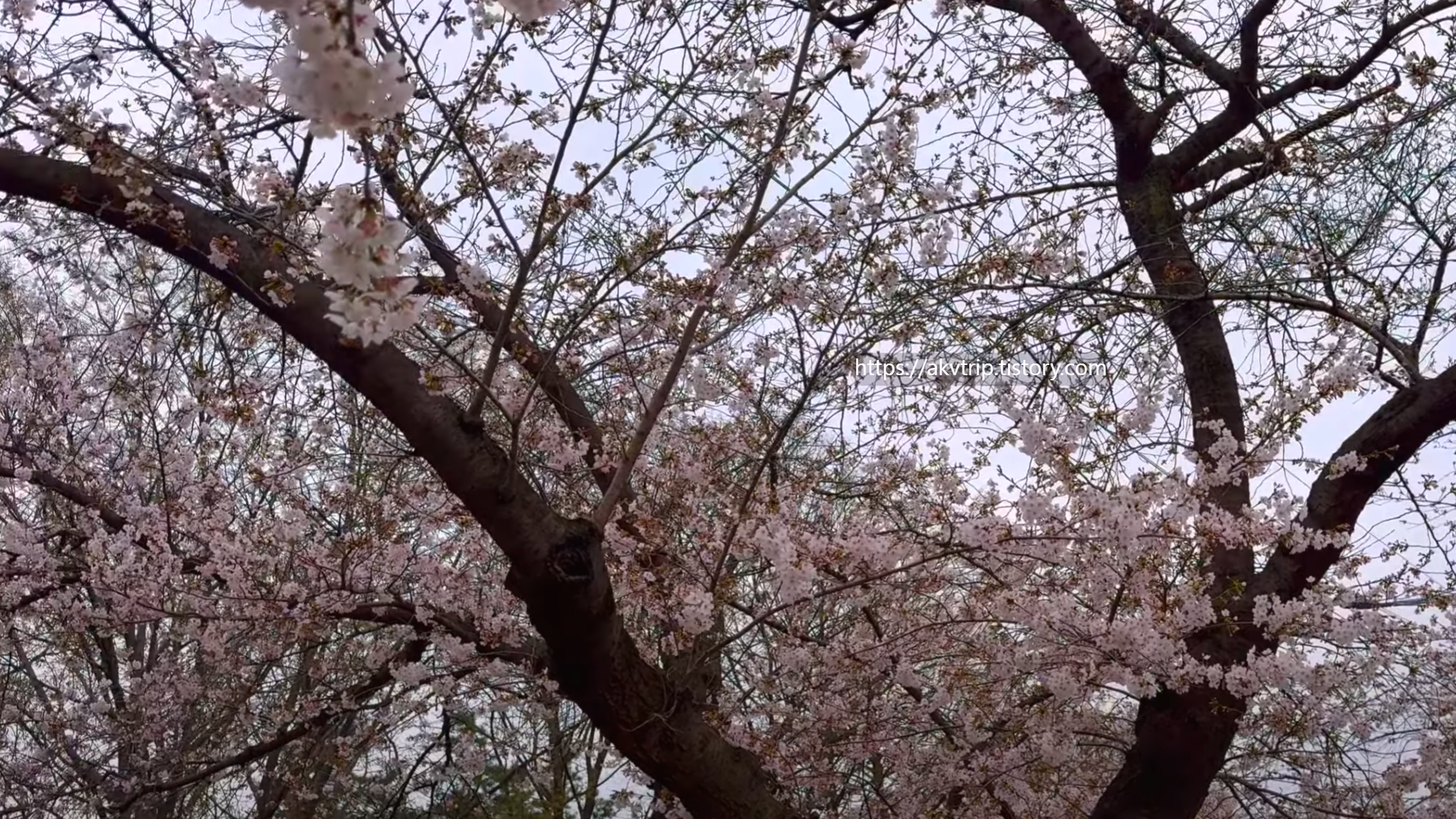 경기도 수원 벚꽃 명소 추천! 만석공원과 삼풍가든 수양벚꽃