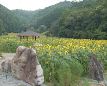 태백 해바라기 축제 가는 길_3