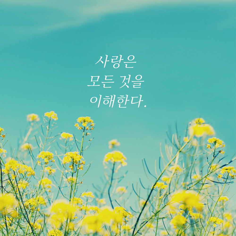 짧고 좋은 사랑 글귀 좋은글 문구 이미지 모음