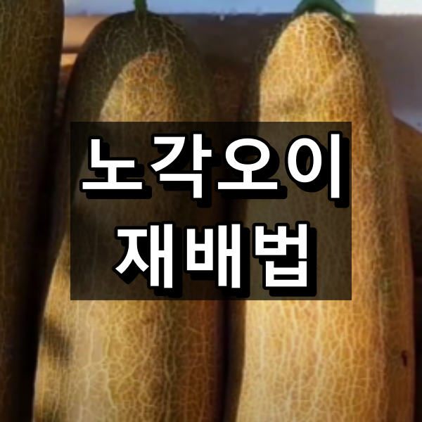 노각오이 재배법 정리