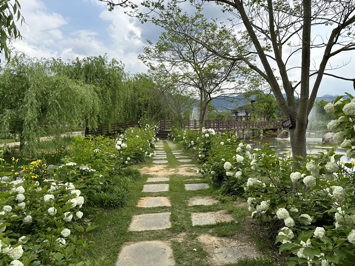 거창-창포원-5월-봄-가볼만한곳-불두화
