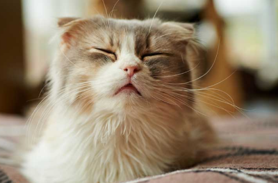 스코티시 폴드의 이미지