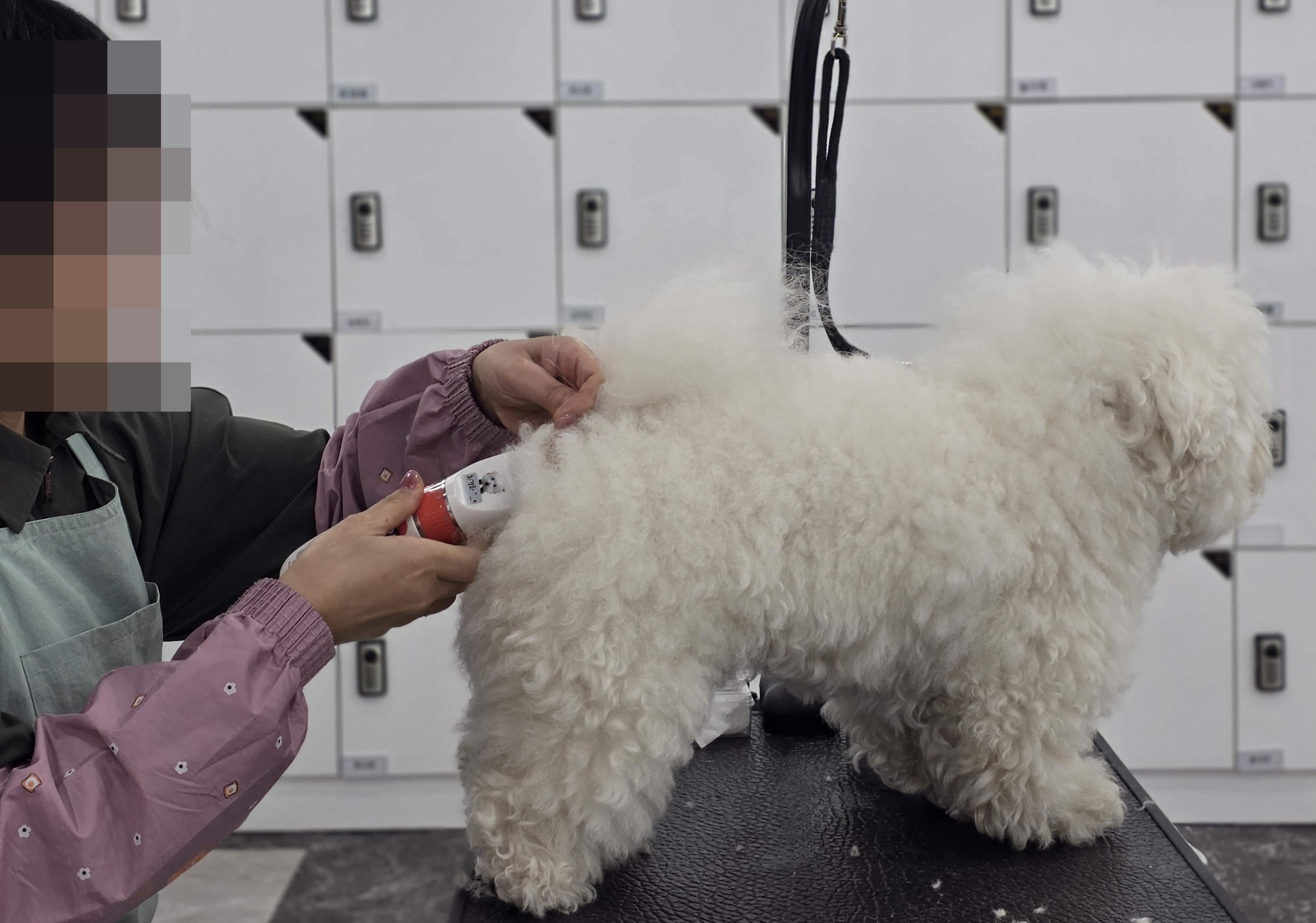 수원애견미용학원