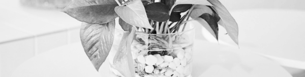 스킨답서스 수경재배: 초반 매일 물 갈아주기