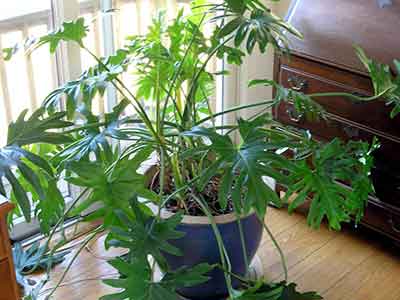 실내에서-키우기-쉬운-식물-필로덴드론-셀로움