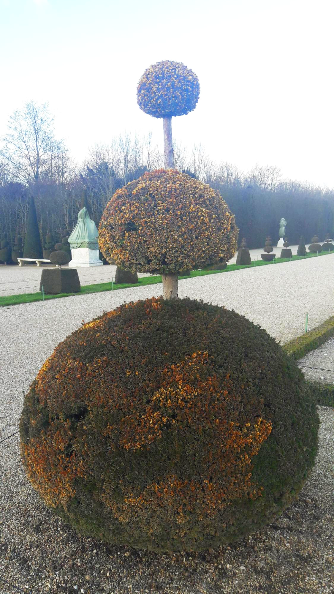 베르사유 정원 이상하게 생긴 나무
