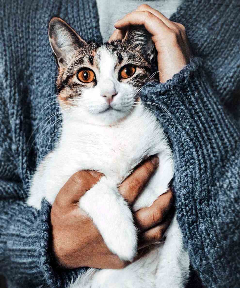 반려인능력시험