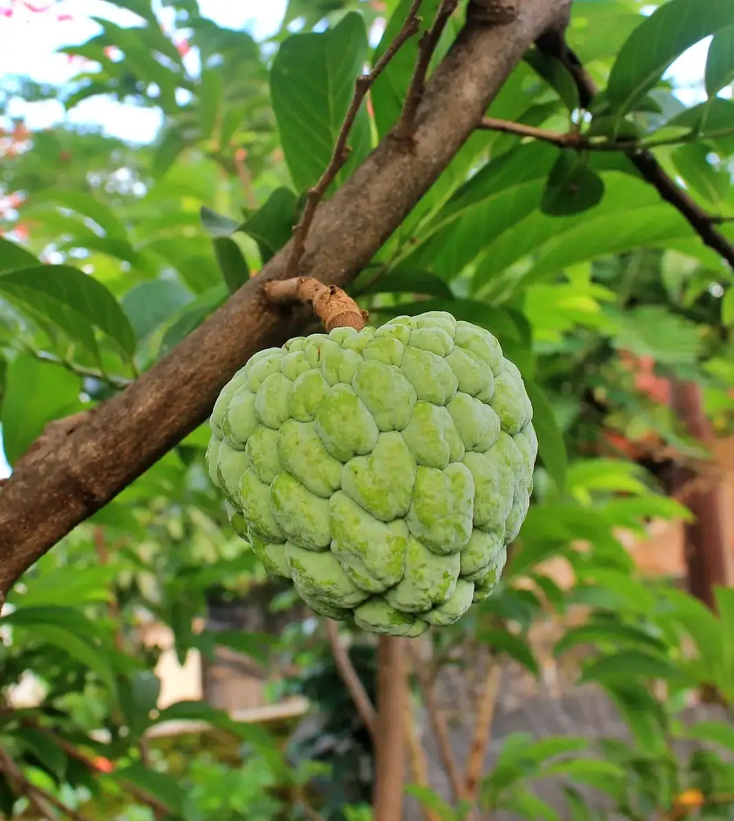 체리모야 cherimoya