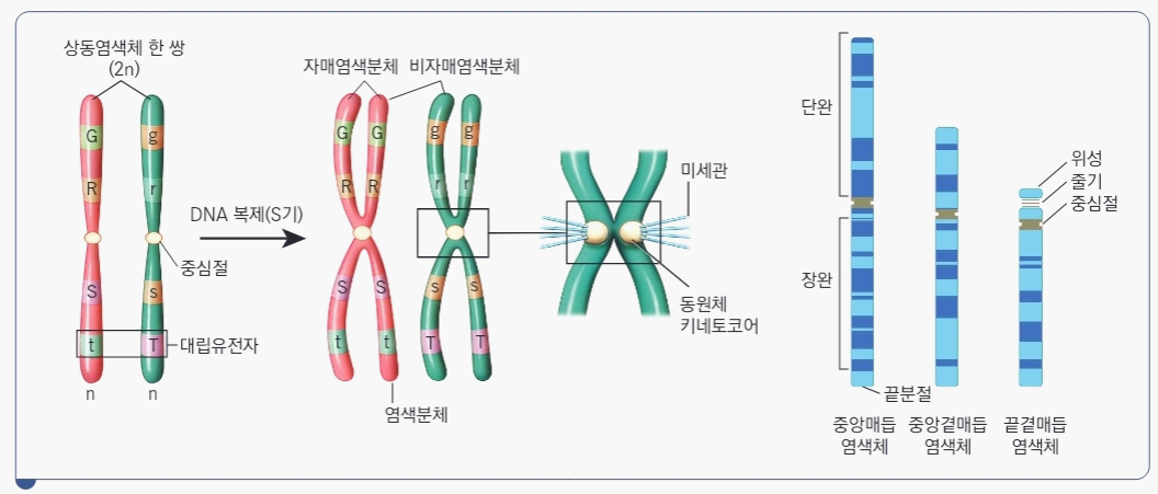 염색체 관련 사진
