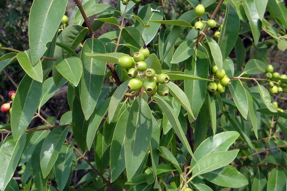 샌달우드 아로마에센셜오일 활용 레시피 5가지