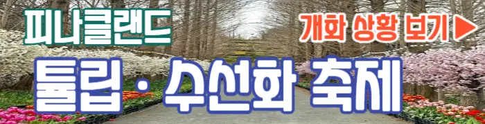 피나클랜드 튤립 수선화 축제 개화 상황 보기