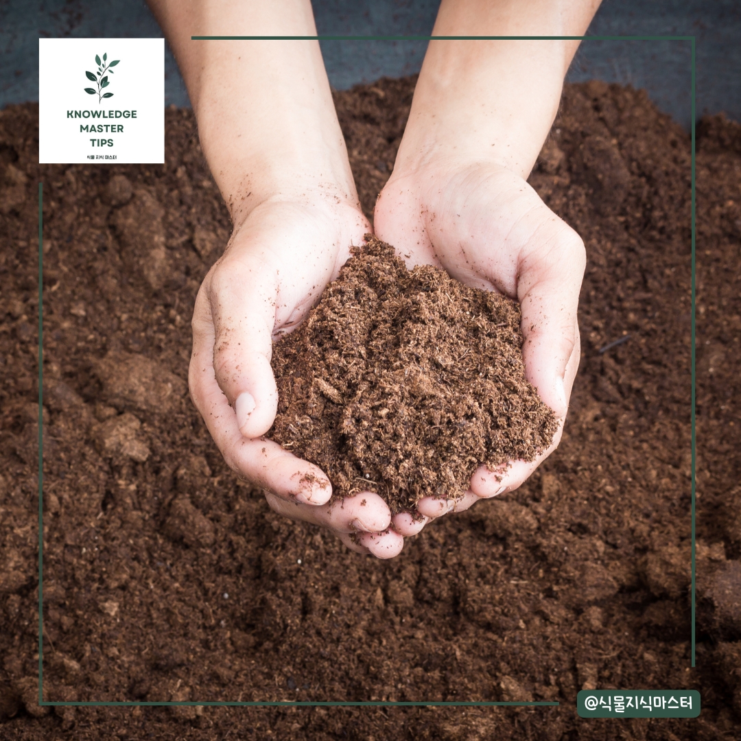 분갈이 실수 - 식물 특성에 맞지 않는 흙 사용하기