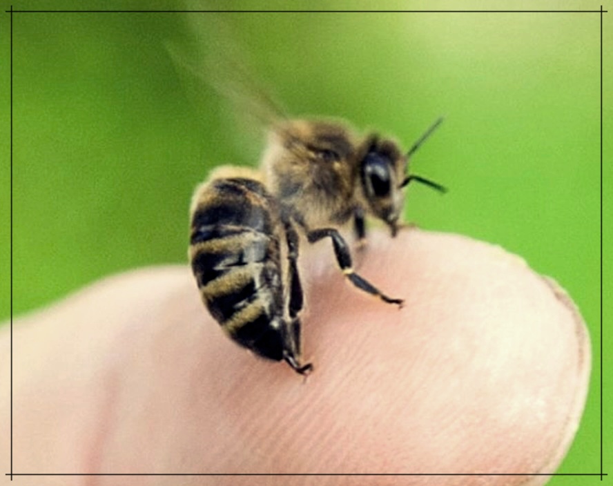 봉침의 놀라운 효능에 대한 이야기