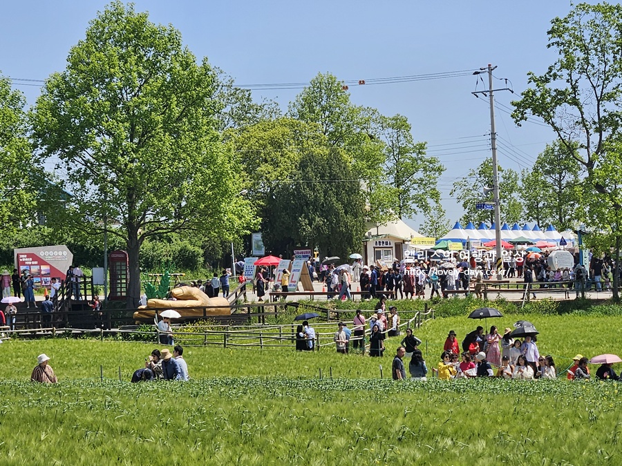 2026 고창 청보리밭 축제 기간 프로그램 주차장 당일치기 투어