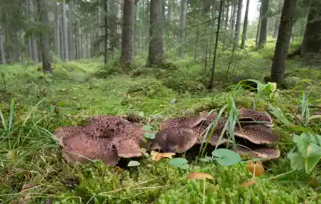 능이버섯 효능 효과 및 가격, 주의점
