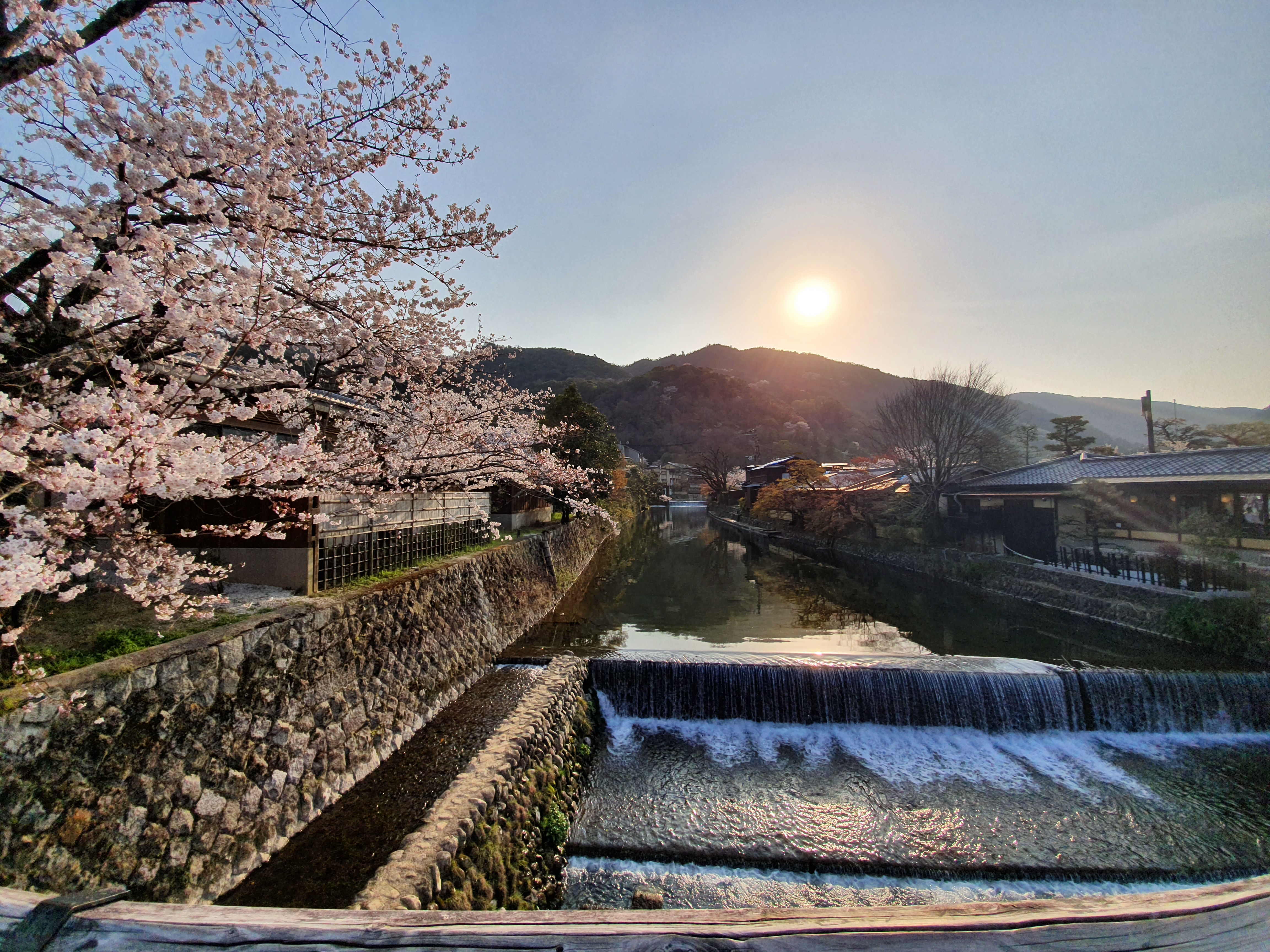 아라시야마 벚꽃