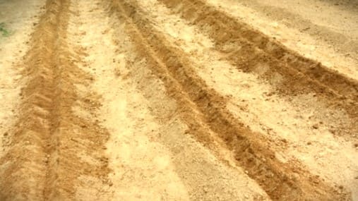 고구마-심기-모종-심는방법