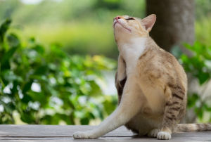 귀를 긁고 있는 고양이