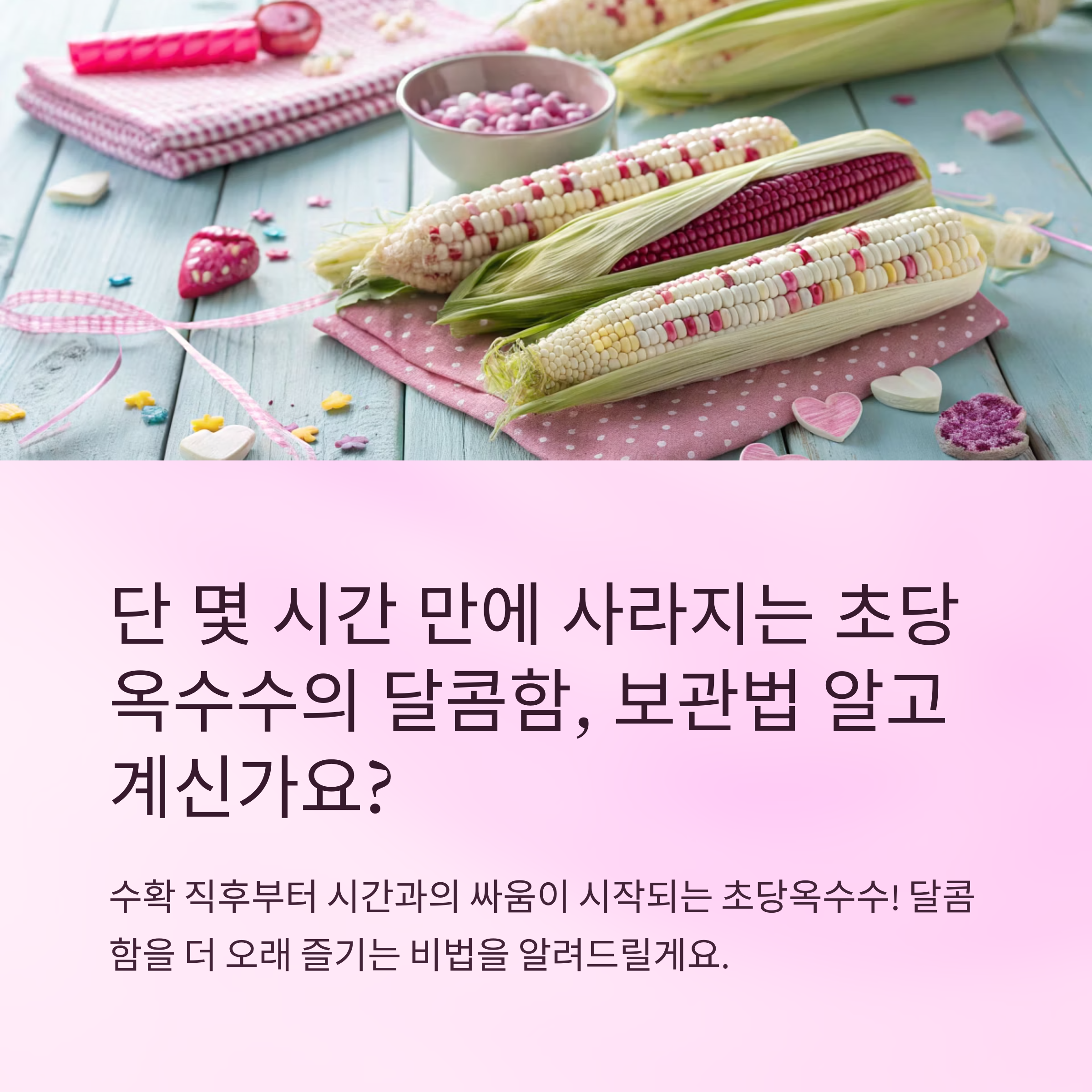 초당옥수수 보관법 신선함 오래 유지하는 팁