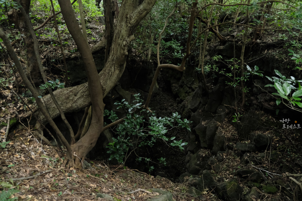 거문오름 분화구 내부