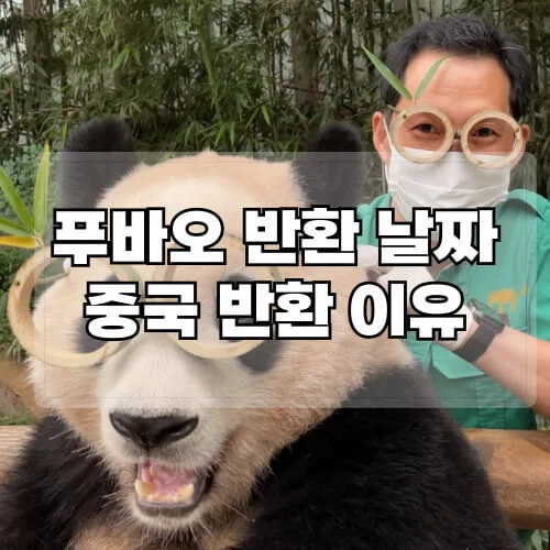 푸바오-반환-날짜-중국-반환-이유