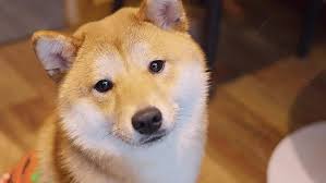 좋은 사료를 고르는 기준 알기