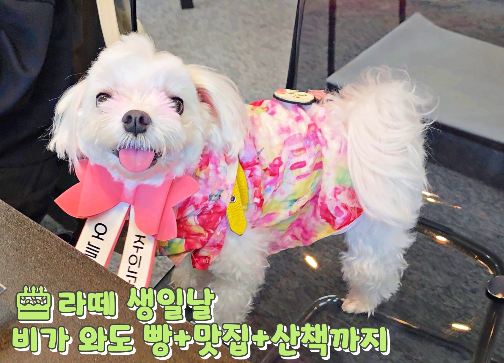 라떼 생일날 사진