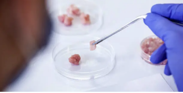 배양육은 진짜 ‘고기’일까?