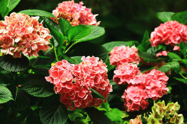 수국 꽃말과 개화시기 및 수국 종류를 아시나요? 수국은 다채로운 꽃과 아름다운 모습으로 인기를 끄는 식물이다. 풍성한 꽃다발과 다양한 색상은 화려하게 장식하는데 이상적입니다. 수국 꽃말과 개화시기&amp;#44; 수국 종류까지 읽어 보시기 바랍니다. 