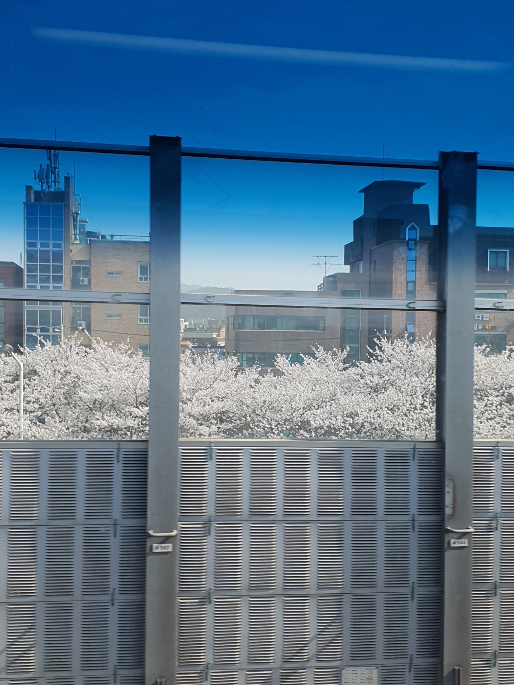 지하철에서 본 벚꽃