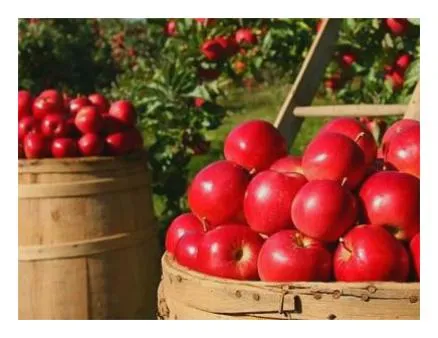 사과 효능 부작용