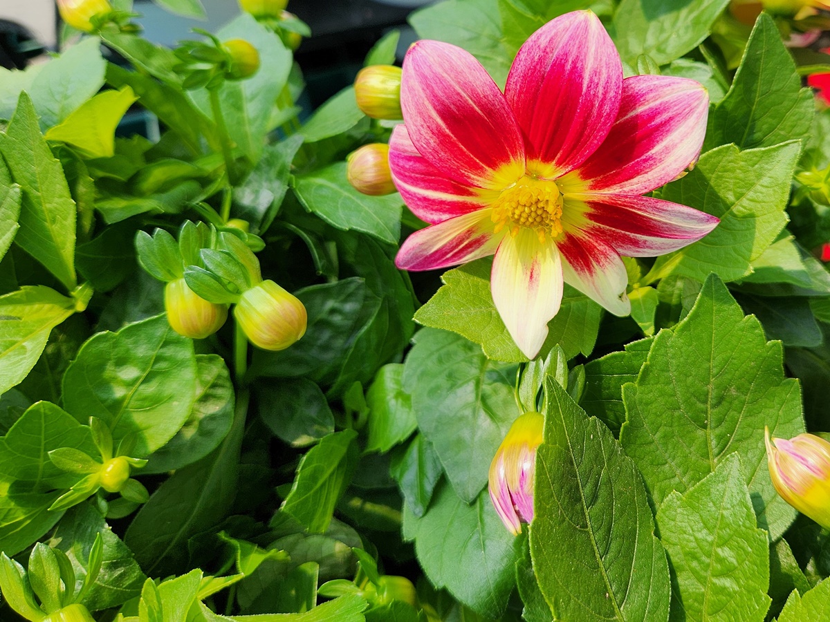 다알리아 Dahlia