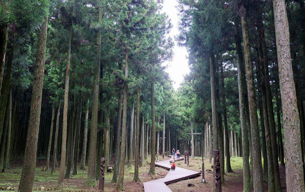 제주도 겨울 트레킹 명소 BEST 5, 한라산·절물·사려니·비자림·용머리해안 코스 정리