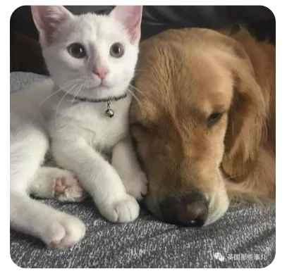 강아지, 고양이 스트레스 해소법