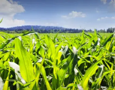 옥수수밭