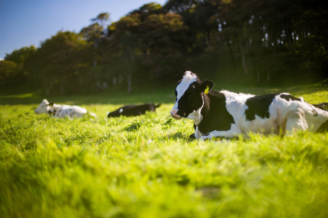Livestock