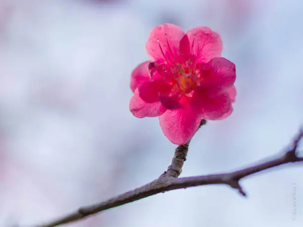 2026년-3월-봄꽃-축제-홍매화-축제