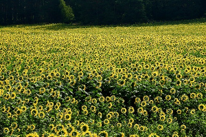 태백 해바리기축제
