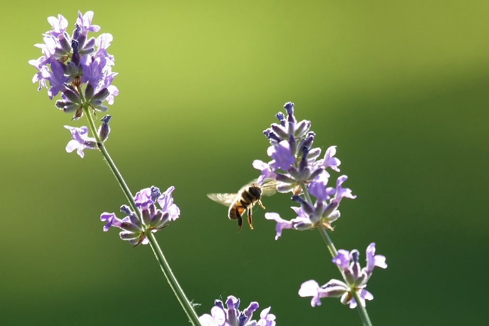 꿀벌이 좋아하는 꽃 라벤더 관련 사진