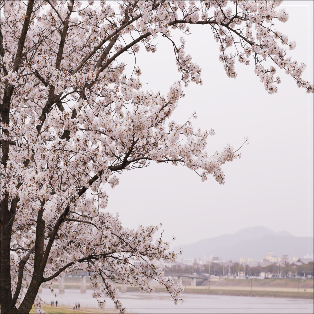 만석공원 벚꽃 수원 벚꽃 명소