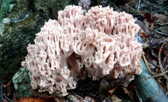 싸리버섯 효능 종류 채취시기 제철 손질법 요리법싸리 보관방법 정리_12