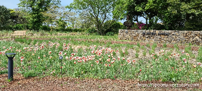 제주스누피가든