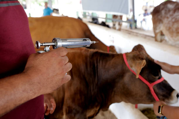홍역의 동물 전염 위험성과 진화 과정
