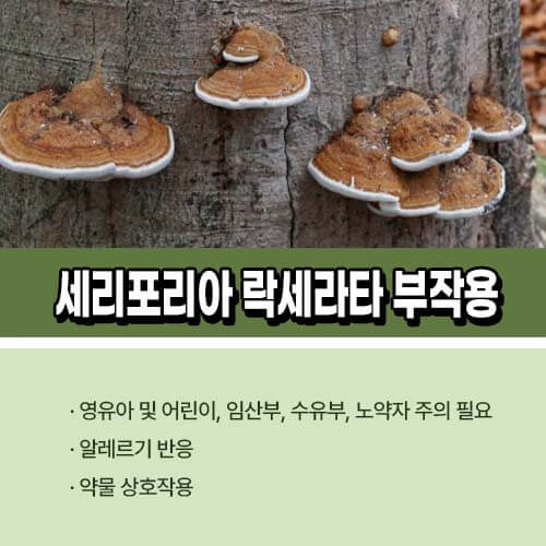 세리포리아 락세라타 부작용