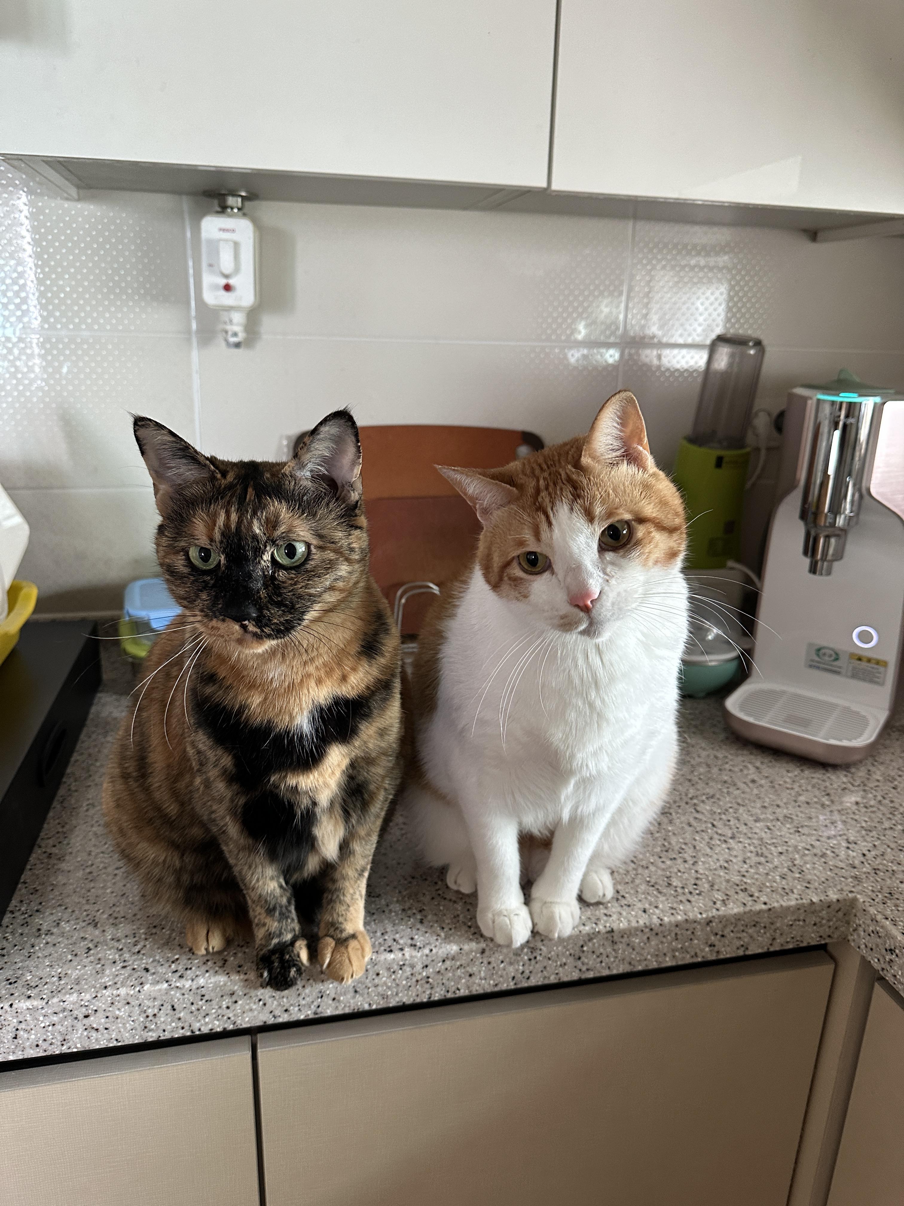 고양이들이 환장하는 짜먹는 간식이 있다! (feat. 건이랑 다다가 먹어주는 짜먹는 간식!)