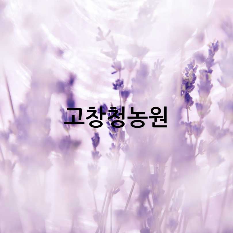 고창 청농원 라벤더 축제 2025