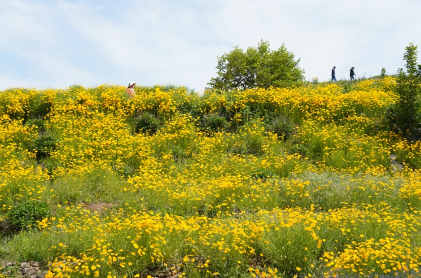거제 지세포진성꽃동산 금계국 명소! 황금물결의 절정
