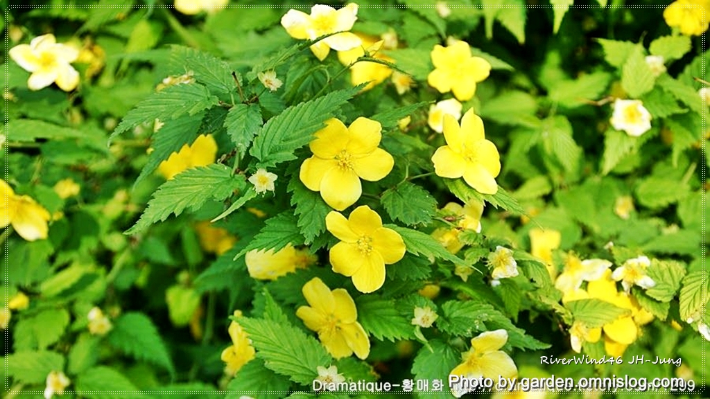 황매화Kerria japonica