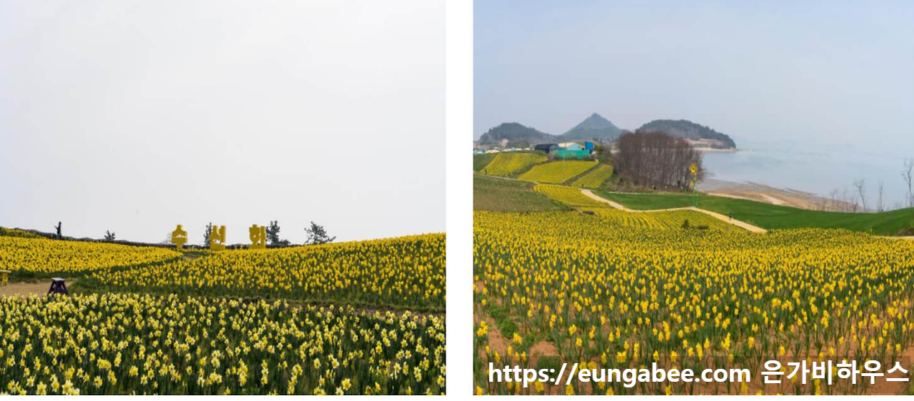 선도 수선화