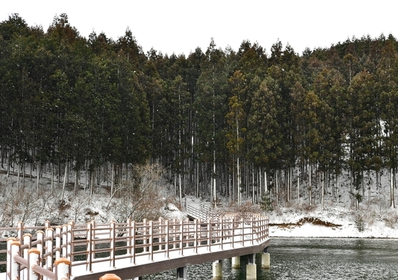 축령산 편백숲